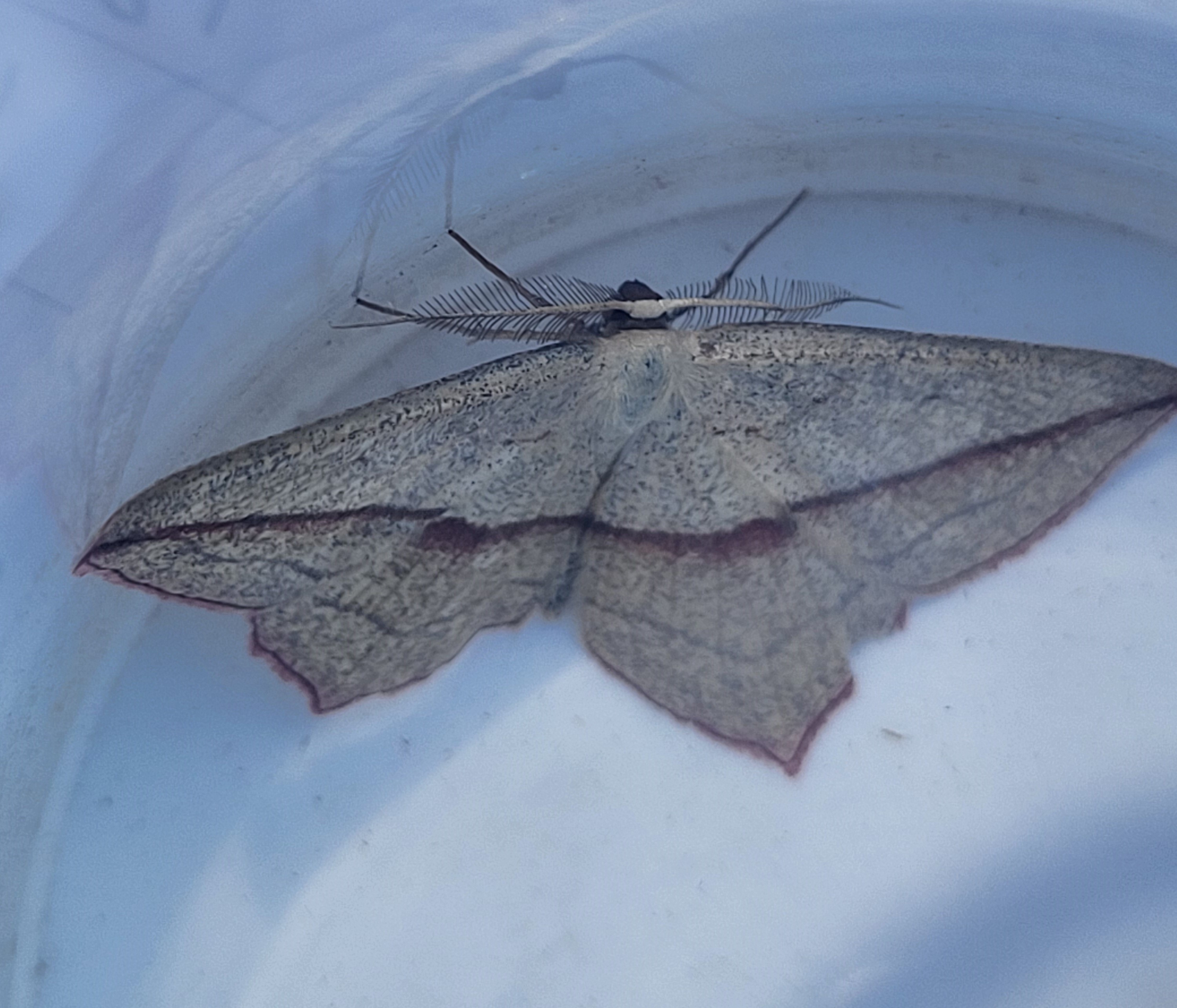 Photo of Blood-vein (Timandra comae)